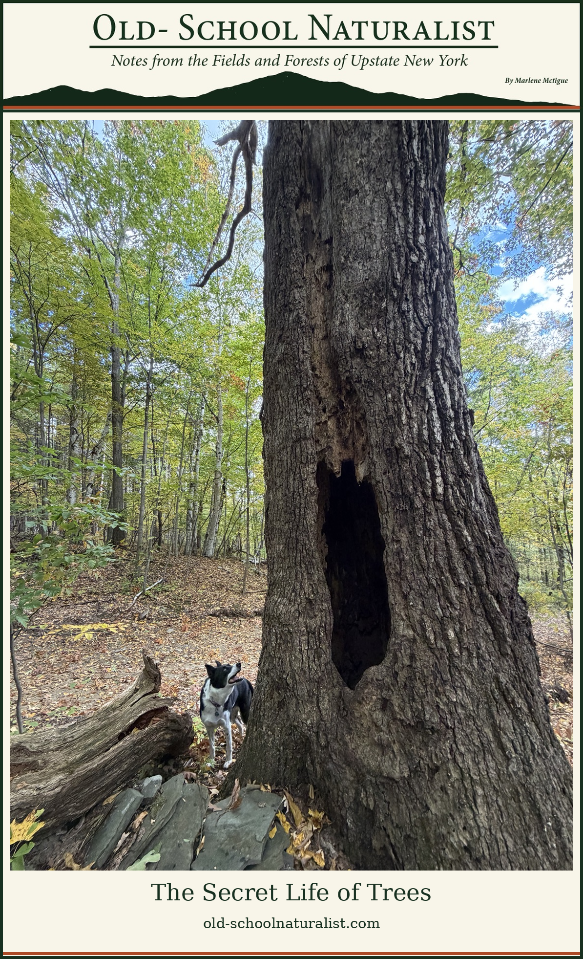 The Secret Life of Trees 