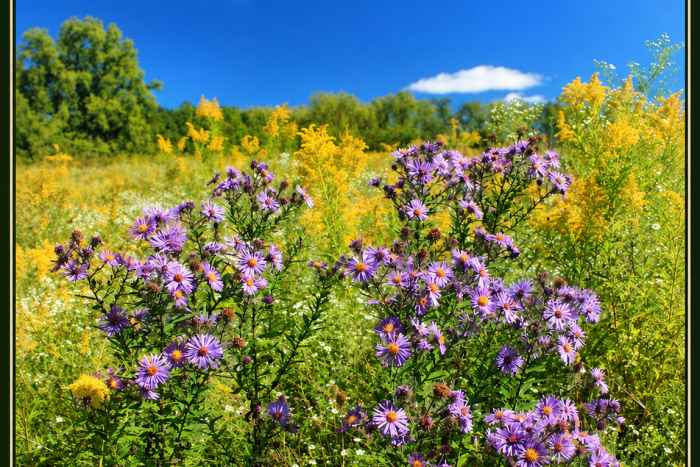 Before the Meadow Goes Quiet