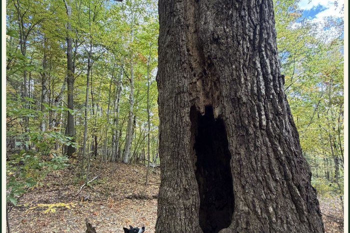 The Secret Life of Trees 