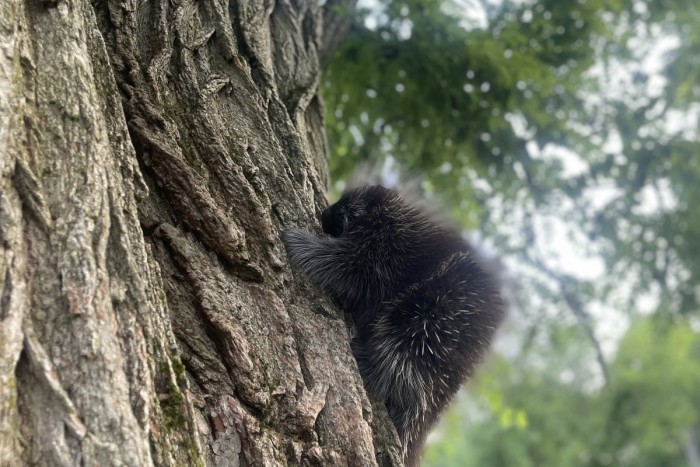 Meet Georgie-Baby Porcupine of the Catskills 