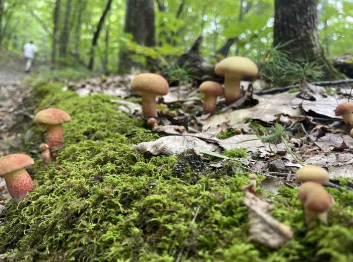 Old-School Naturalist